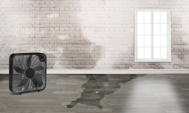 Best Flood damage cleanup  in Woodward, OK